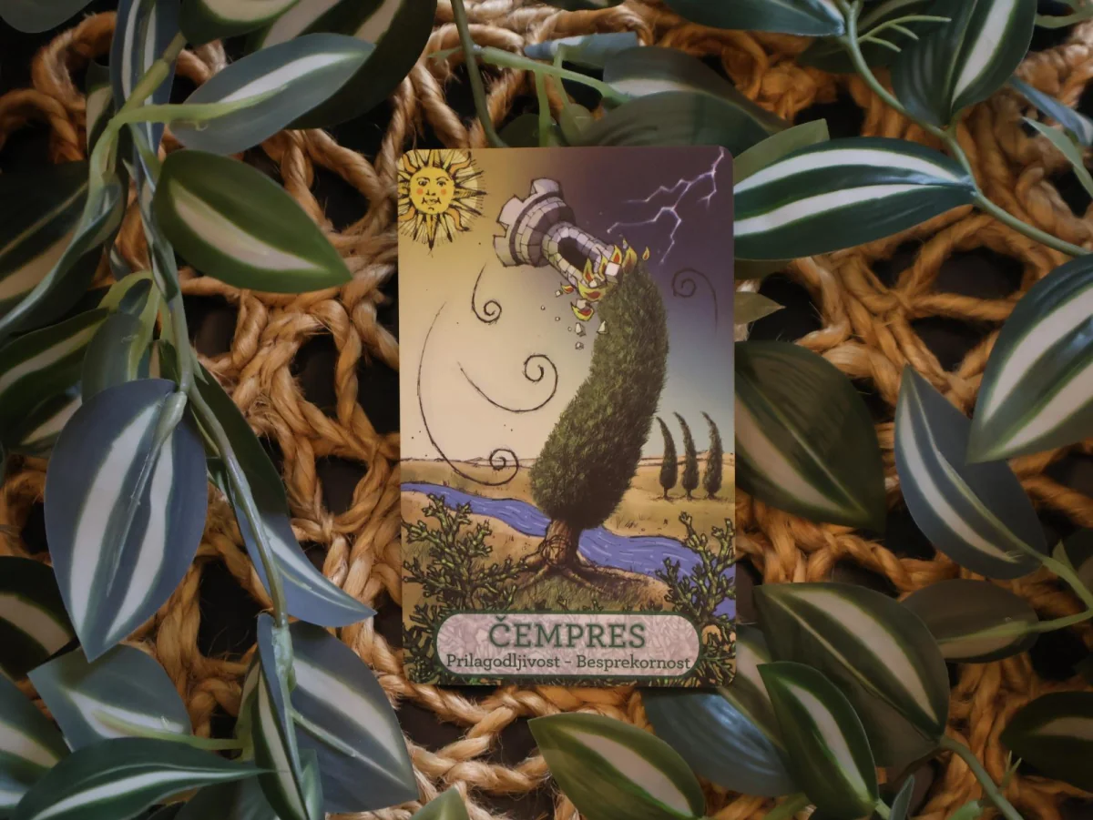 Cupressus sempervirens